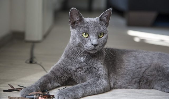 Chat gris : toutes les caractéristiques de ces chats