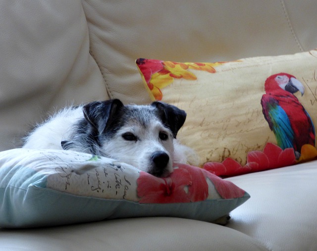 Comment choisir le coussin de mon chien ?