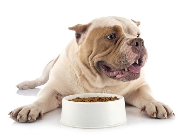 Comment choisir la bonne gamelle pour chien ?