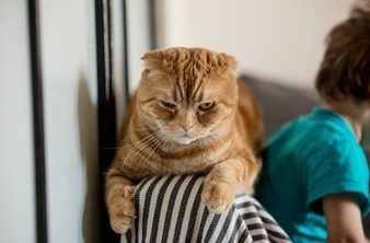 Comment savoir si un chat est malheureux ?