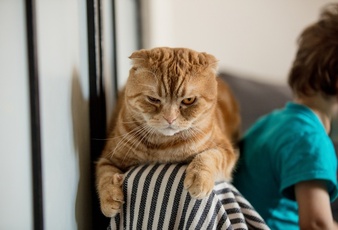 Comment savoir si un chat est malheureux ?