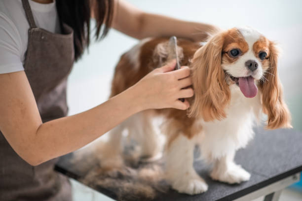 Comment bien s’occuper de son chien ?