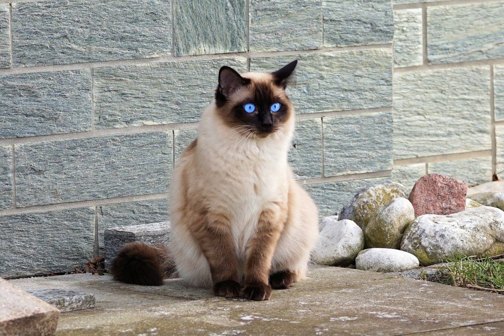 Comment nourrir un chat naturellement ?