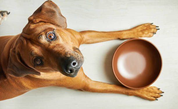 Quel est le meilleur moment pour donner à manger à son chien ?