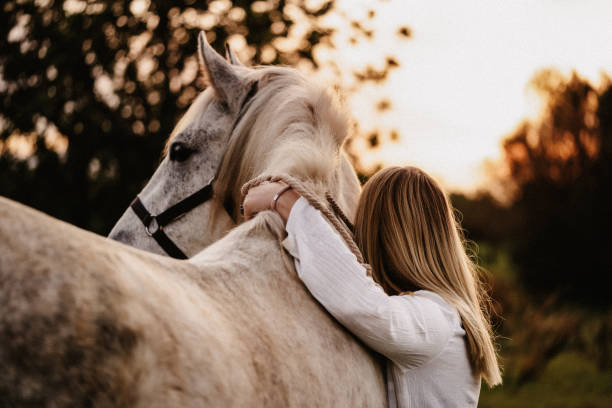 Quels sont les soins quotidiens du cheval ?