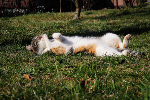 Comment savoir si mon chat fait une indigestion ?