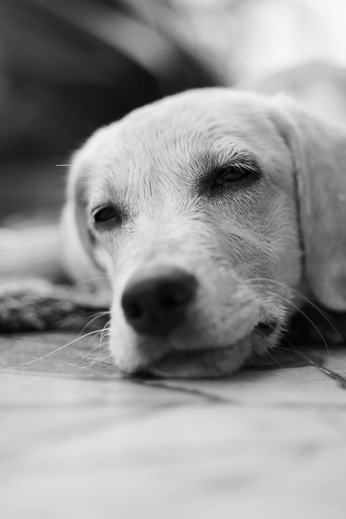 Quelle est la meilleure composition de croquettes pour chien ?