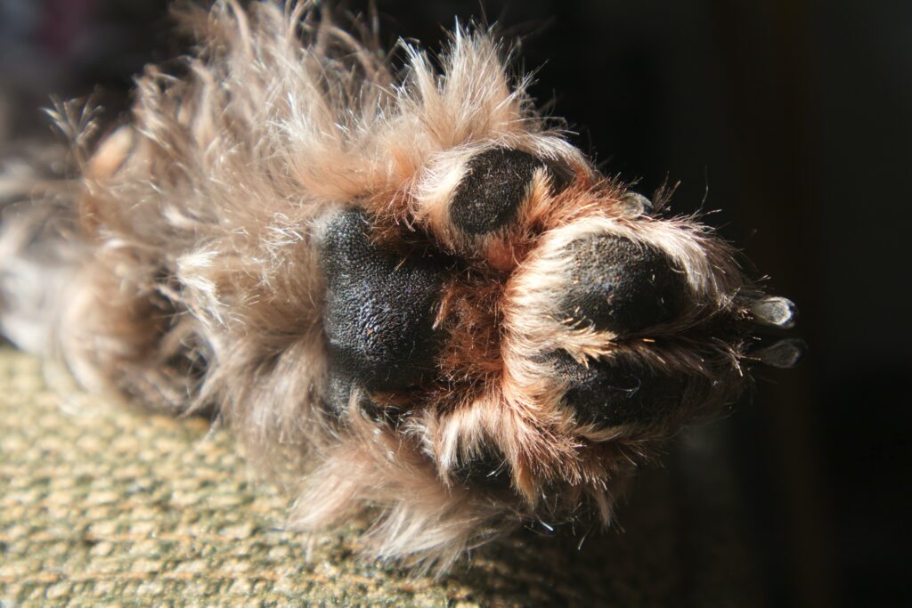 Guide pour couper les griffes de votre chien en toute sécurité