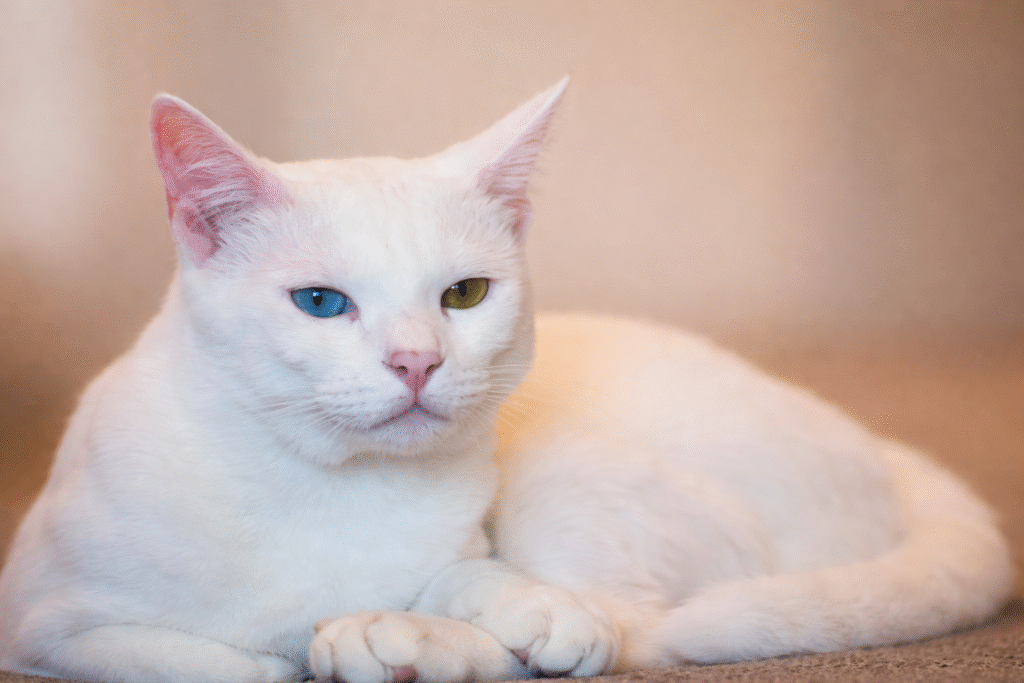Découvrir les probiotiques pour chat : guide complet pour une santé intestinale optimale