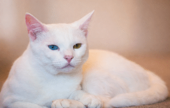 Découvrir les probiotiques pour chat : guide complet pour une santé intestinale optimale