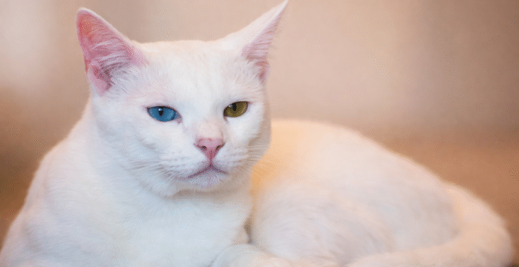 Découvrir les probiotiques pour chat : guide complet pour une santé intestinale optimale