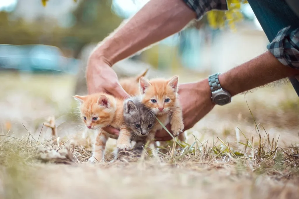 Félivox Lyon : adopter et accompagner un chat senior pas à pas