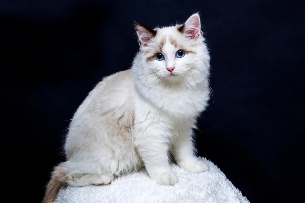 Les chats : mythes et réalités sur leur comportement